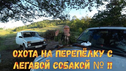 Охота на перепёлку с легавой собакой№ 11
