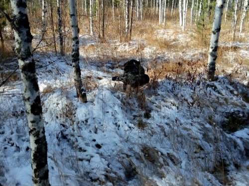 Подача на 25 баллов. Брайт Гектор III, Томский район, октябрь 2019 г.