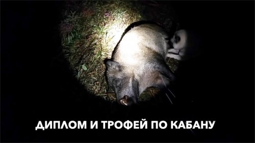 Диплом и трофейный кабан взят