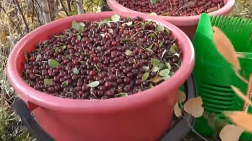 Лээги. Сбор брусники. Дневник эвенка из Южной Якутии