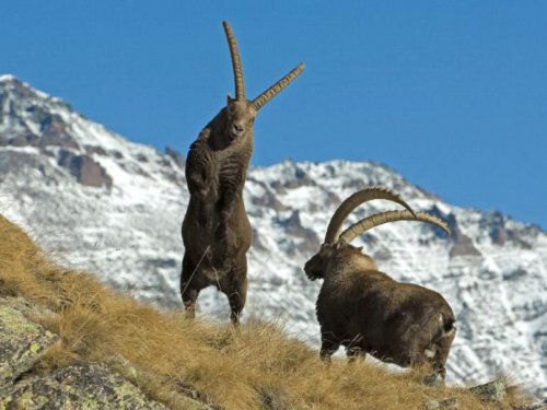 Козерог, Ibex