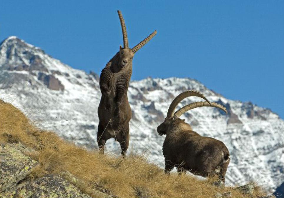 Козерог, Ibex
