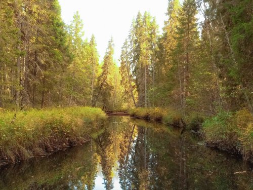 лесная речка