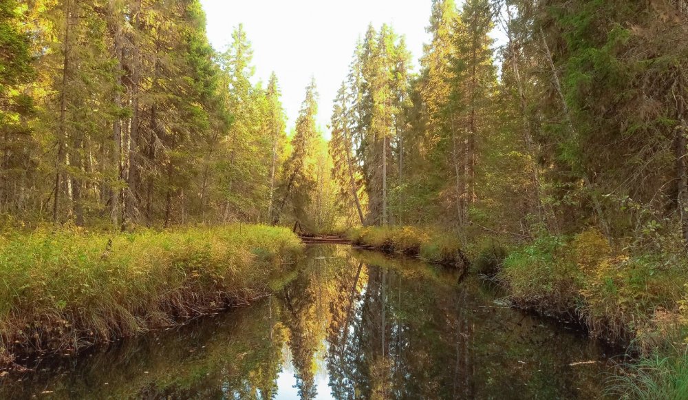 лесная речка