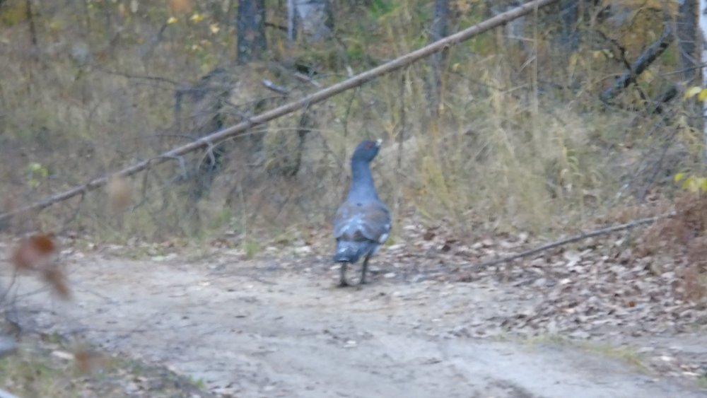 Глухарь