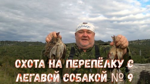 Охота на перепёлку с легавой собакой № 9