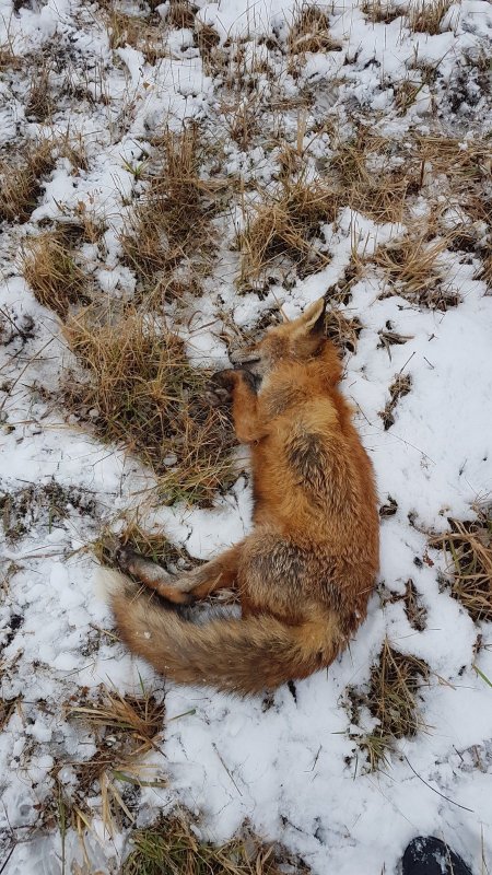 Попалась лисичка