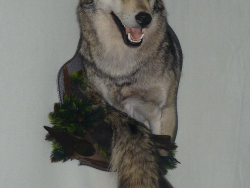 Волчица