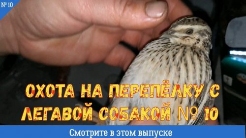 Охота на перепёлку с легавой собакой № 10