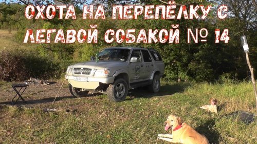 Охота на перепёлку с легавой собакой № 14