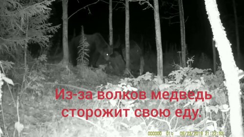 Новый медведь. Медведь и волки