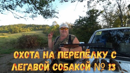 Охота на перепёлку с легавой собакой № 13