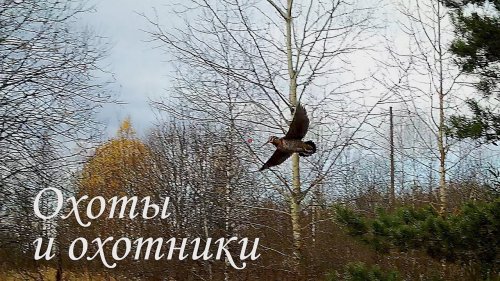 В погоне за вальдшнепом - Владимирская область