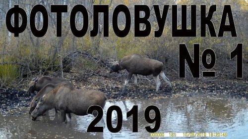 Фотоловушка №1  2019