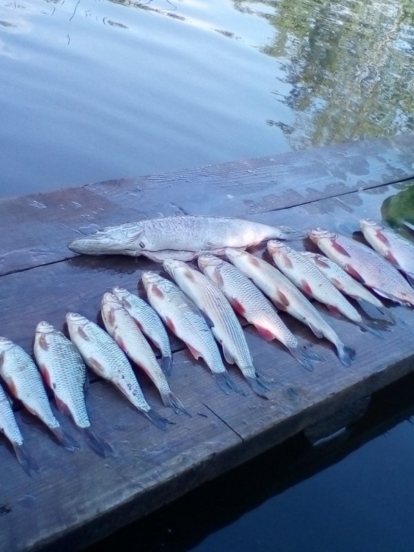 Рыбалка на реке тулва.