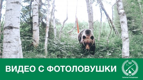 Мы проверили свою первую фотоловушку. Результат удивил