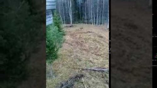 Второй медведь добыт. 2019