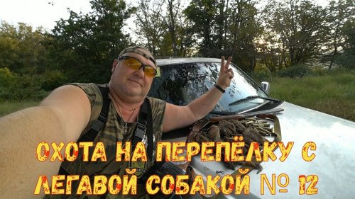 Охота на перепёлку с легавой собакой № 12