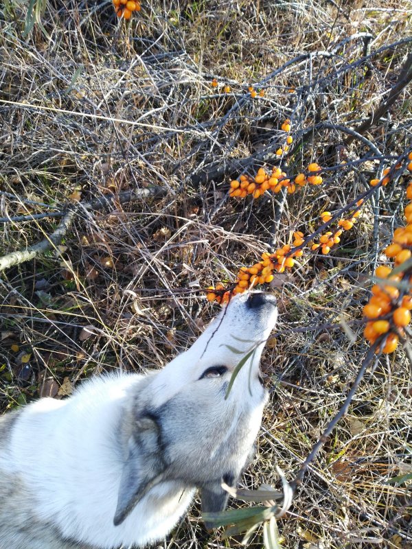 Всеядная лайка
