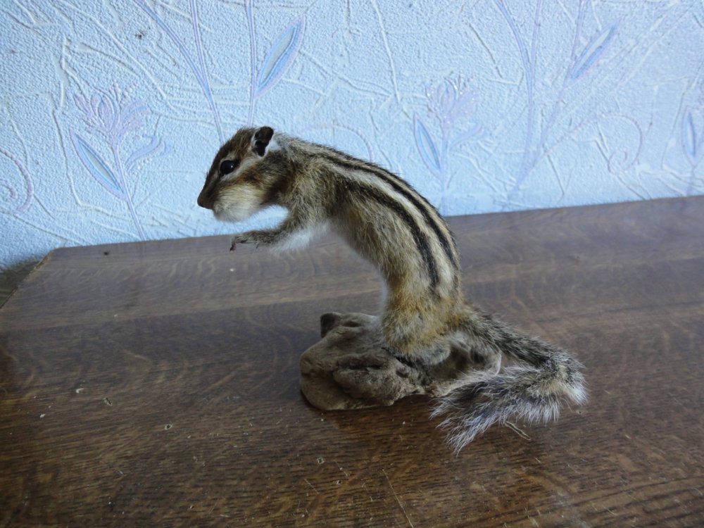 Бурундук