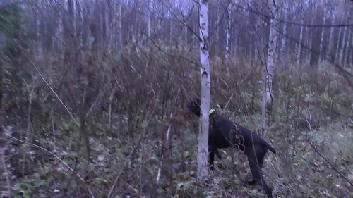 Охота на вальдшнепа с легавой