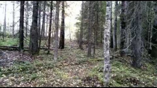 Осенний медведь 2 часть. Взяли!!!!