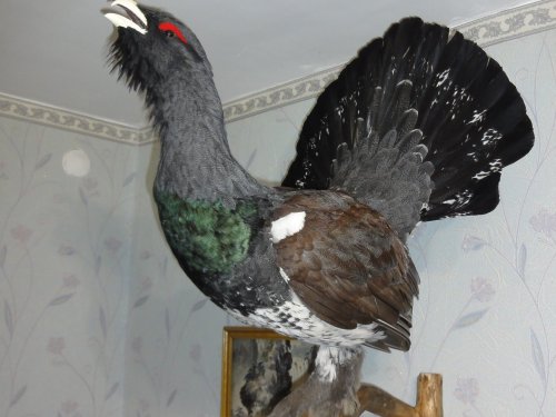 Глухарь