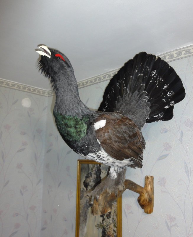 Глухарь