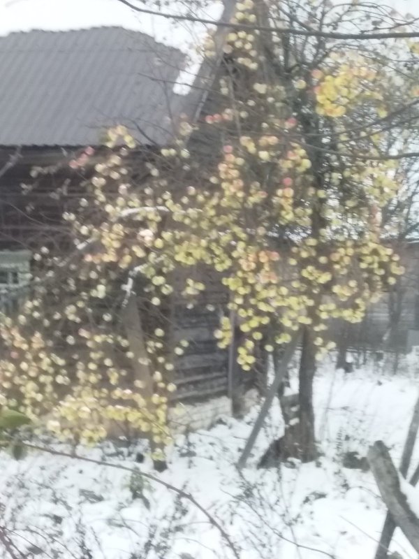 Зимние яблоки