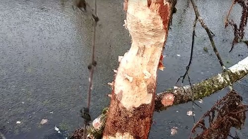 В поисках бобриных мест