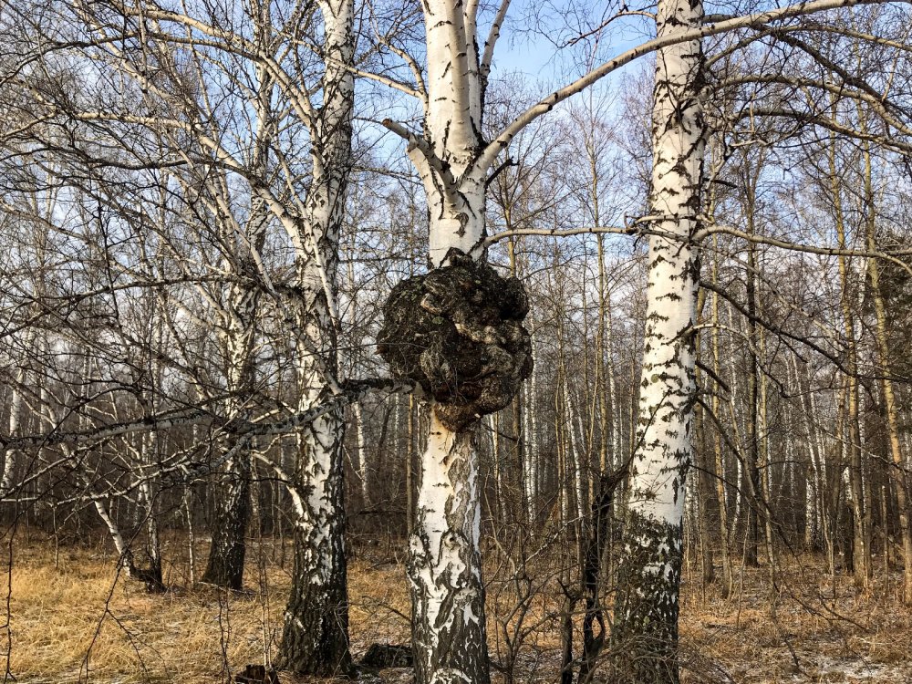 Что-то в этом есть...