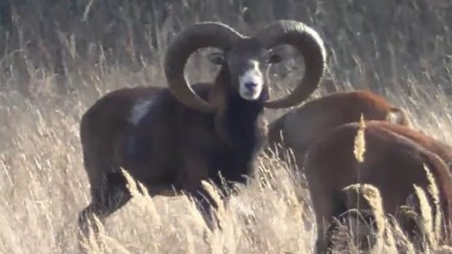 Олени, муфлоны. Охотничьи животные. Deer, mouflons. Game animals