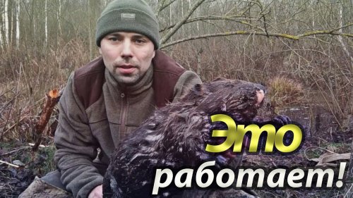 Очередной бобр пойман! Как закрыть лицензию. Охота на бобра.