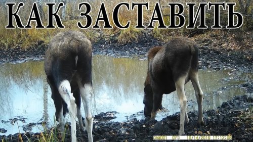 Как заставить фотоловушку работать