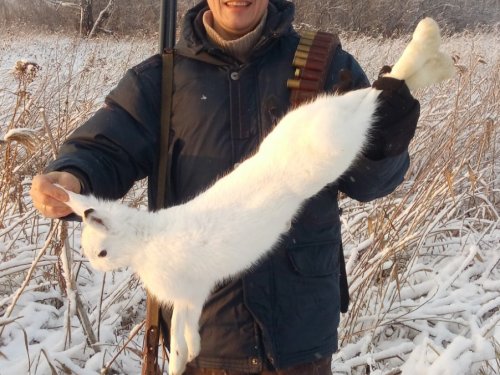 Заяц 2019