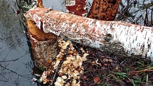 Охота на бобра. Делаем ПРИМАНКУ для бобра из бобриной струи!