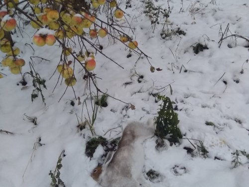 "Яблочный" заяц