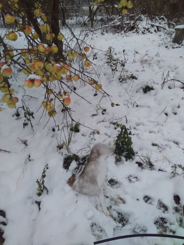 "Яблочный" заяц