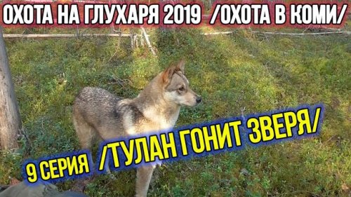 Охота на глухаря 2019 ?? Охота в Коми. 9 серия.