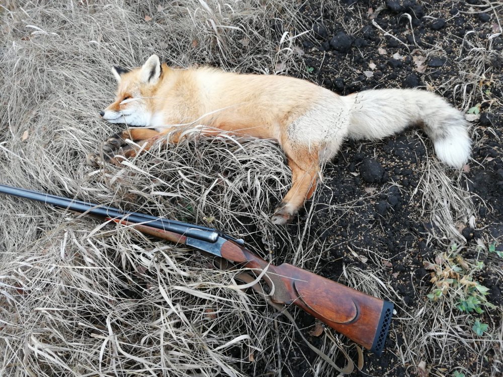 Рыжая