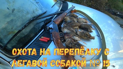 Охота на перепёлку с легавой собакой № 15
