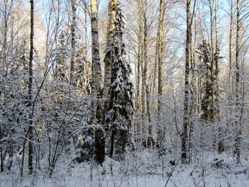 Снег