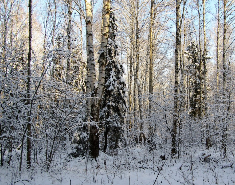 Снег
