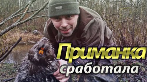 Добыл бобра на приманку! Охота на бобра осенью. Рюкзак для охоты.