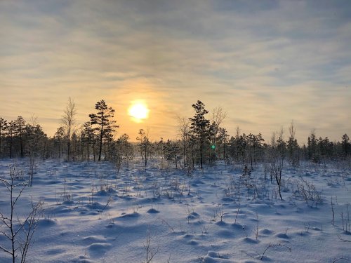 Наше болото