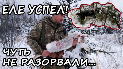 ОХОТА НА ЗАЙЦА! ЕЛЕ УСПЕЛ! ЧУТЬ НЕ РАЗОРВАЛИ... БЕЛАЯ ТРОПА! Сезон 2019-2020г. Выпуск 7.