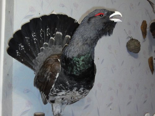 Глухарь