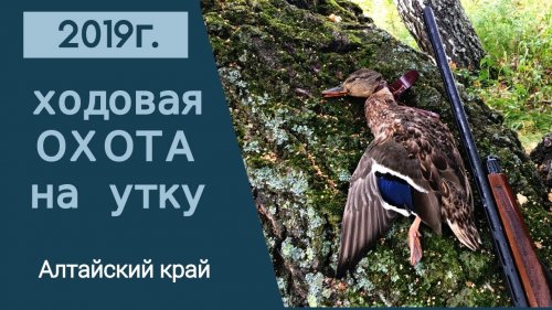 Ходовая охота на утку 2019