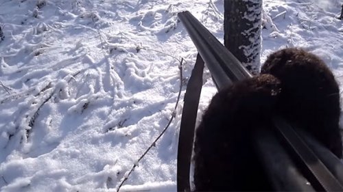 Охота на зайца с гончей.Смазал 8 раз