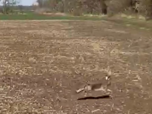 Беги косой! Сегодня твой день!